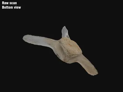 Dolphin vertebra Low-poly 3D model Low-poly 3D model