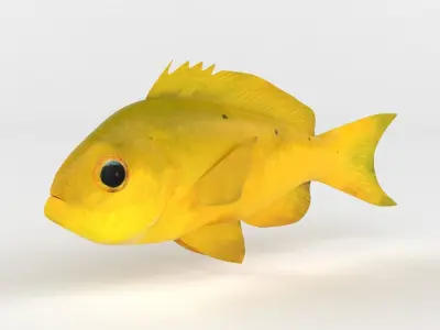 Creole Fish 3D model