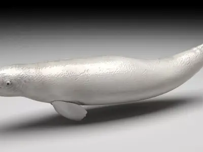 Beluga Whale 3D model