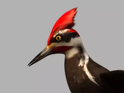 woodpecker bird 3d model 3D model