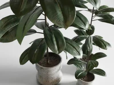 Indoor plant 04 Low-poly 3D model