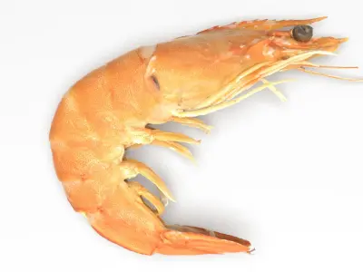 Boiled Shrimp Low-poly 3D model