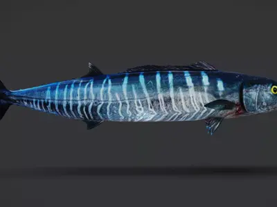 Wahoo Animated 3D model