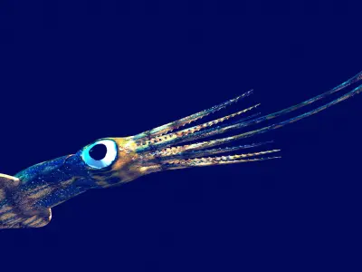 Giant Squid Low-poly 3D model