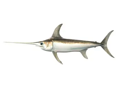 Swordfish Fish Xiphias Gladius 3D model