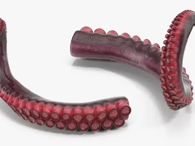 Octopus Tentacle 3D model purchase
