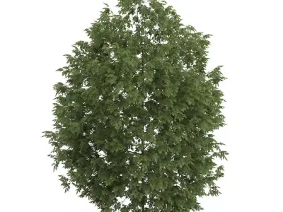 Hackberry Tree Prunus padus 3D model