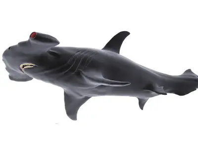 Hammer Shark 3D model