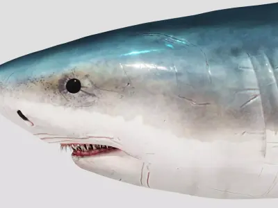 Shark Animation Low-poly 3D model