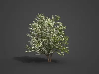 2021 PBR European Bird Cherry Collection - Prunus Padus 3D model