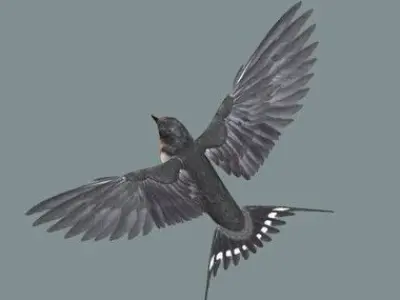 swallow flying in sky 3D model