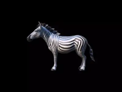 3d Mode The Zebra Is A Stunning Herbivore 3D model