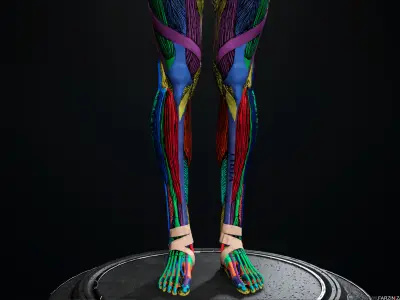 Female Anatomy Kit Commercial License Low-poly 3D model