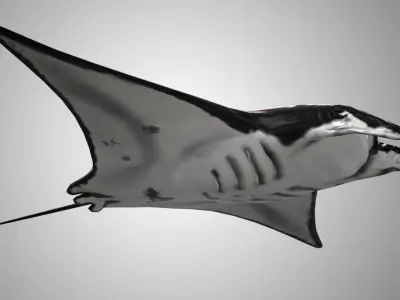 Manta Ray  Low-poly 3D model