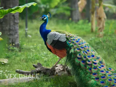 Indian Peafowl Animated VFX Grace 3D model