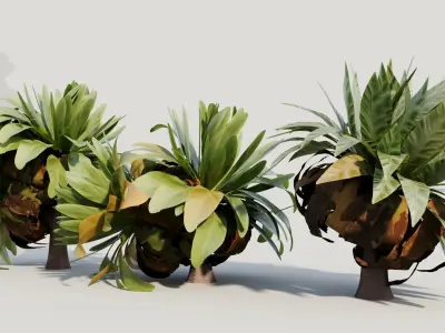 Asplenium nidus a 3D model