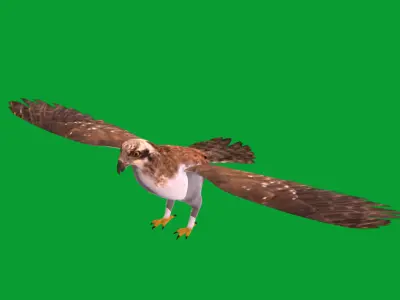 Osprey Sea Hawk Bird Low-poly 3D model