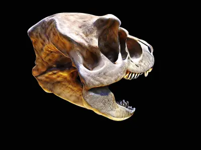 t-rex skull 3D model