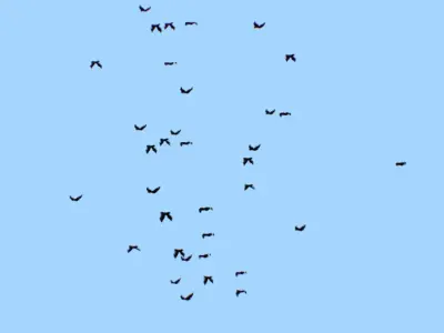 Flock Birds Animated Swarm Raven Shoal Flapper Starling Rook Low-poly 3D model