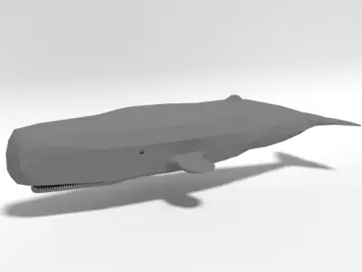 Low Poly Cartoon Sperm Whale  Low-poly 3D model