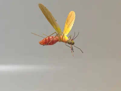 Mosquito Blood Sucked Culex ready yo fly 3D model