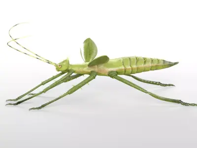 Jungle Nymph insect Low-poly 3D model