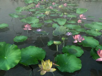 Lotus pond 3D model