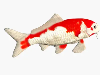 Koi Carp fish Low-poly 3D model