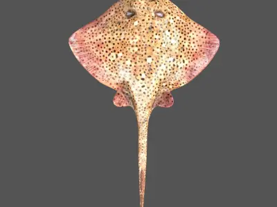 Skate Fish Low-poly 3D model