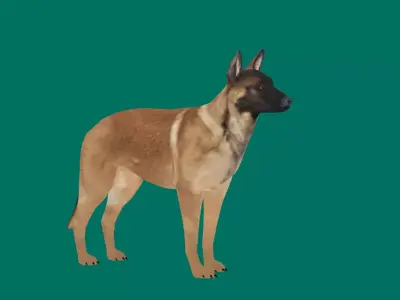 Belgian Malinois Free 3D model