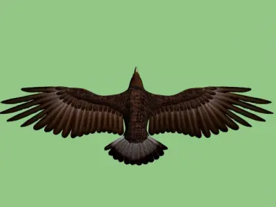 GoldenEagle eagle 3D model