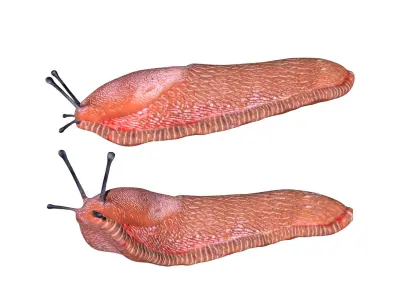 Slug Snail Low-poly 3D model