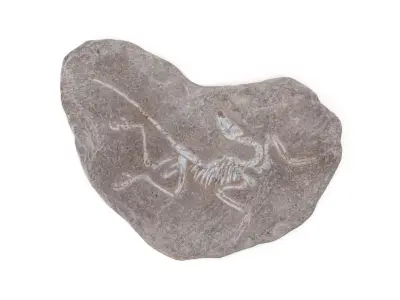 Fossil 03 - Low and High Poly Versions Low-poly 3D model