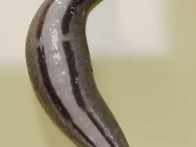 slug slug slug snail on plate 3D model