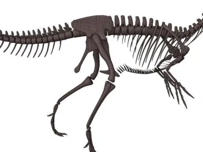 Allosaurus Skeleton 3D model