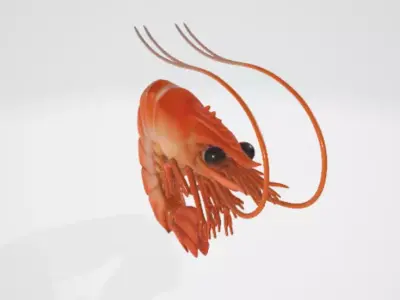 Shrimp 3D model