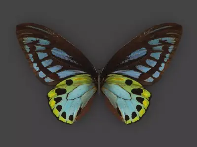 BFLY-004 Butterfly 3D model