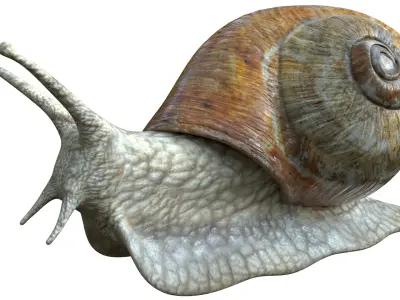 Snail Low-poly 3D model