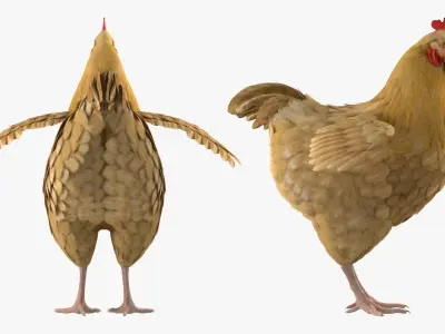 Chickens Collection 3D model