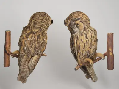 Owl 05 Low-poly 3D model