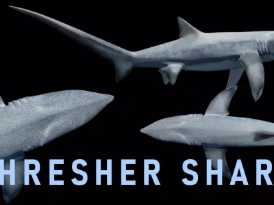 Animated Thresher Shark Low-poly 3D model