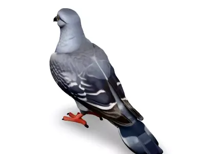 Realistic Pigeon 3D Model Low-poly 3D model