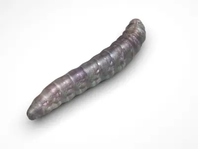 Pinworm 3D model