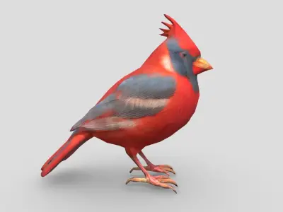 Standing Bird Cardinal Low-poly 3D model