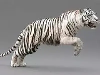 White Tiger RIGGED ANIMATED 3D model