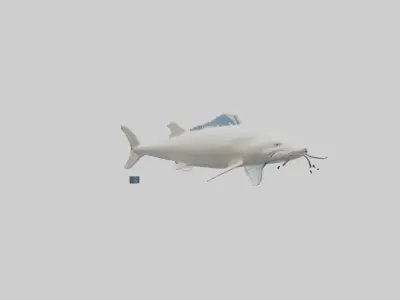 Beluga Sturgeon swimming model Low-poly 3D model
