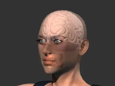 Brain model human Low-poly 3D model