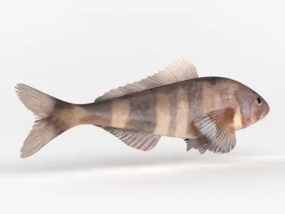 Fish Greenling 3D model