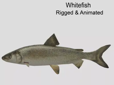 Whitefish Low-poly 3D model