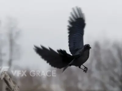 Carrion Crow Animated VFX Grace 3D model